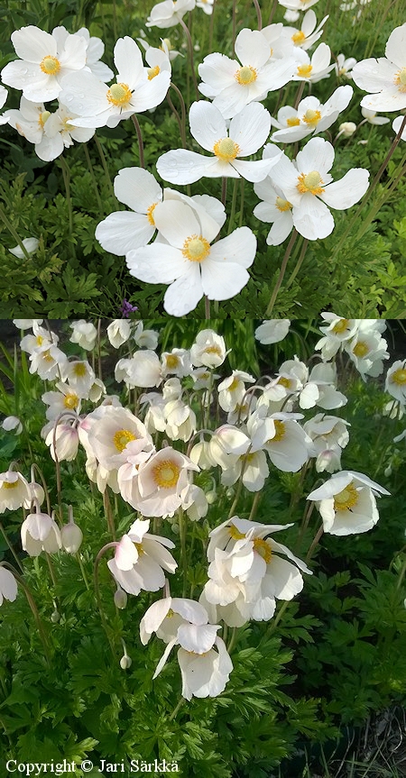  Anemone sylvestris, arovuokko 